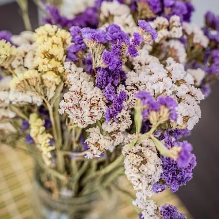 Nenes Διαμέρισμα